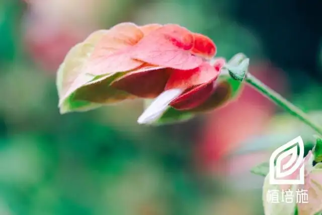 植培施 虾夷花calliaspidia Guttata 温室花卉栽培手册 知乎