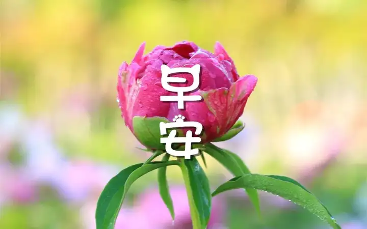 2021特别漂亮的早上好图片，每日最新早安图片