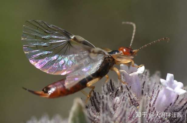 革翅目dermaptera的某种蠼螋(qu sou,earwig) 腹部的钳子状器官是交配