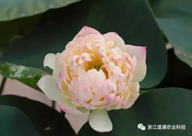 碗莲怎么种？只要割一刀，叶子爆盆开满花！(碗莲的种植方法及注意事项)