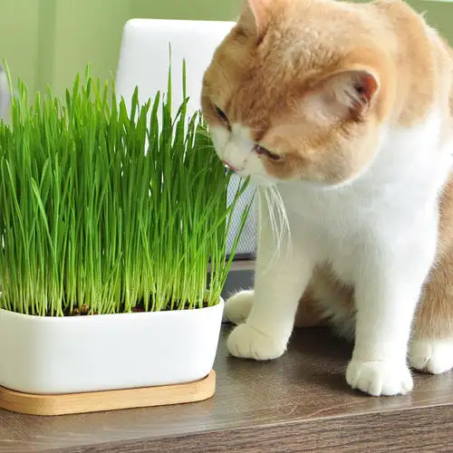 猫草无土栽培方法 知乎