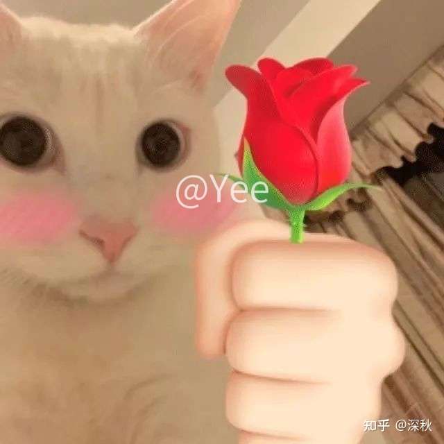 猫猫送花表情包 知乎
