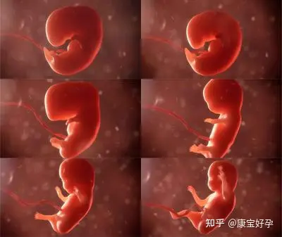 移植第五天胚胎图图片