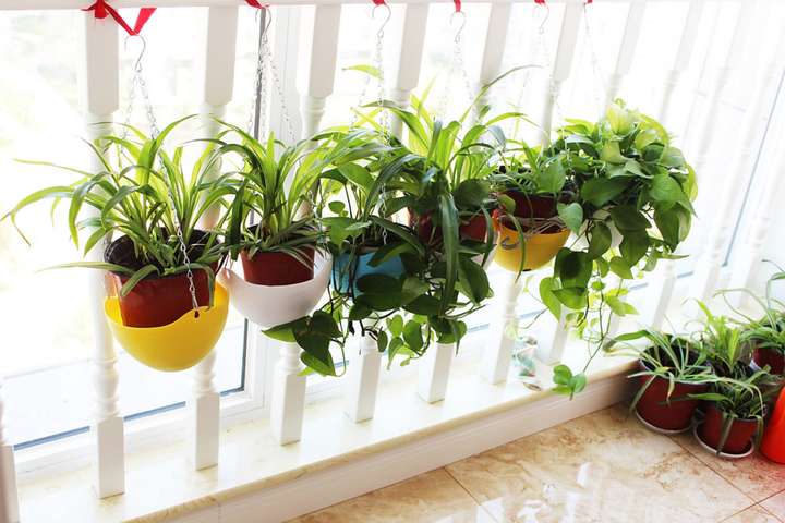 吸收甲醛的室内植物（这5种绿植清新脱俗）插图