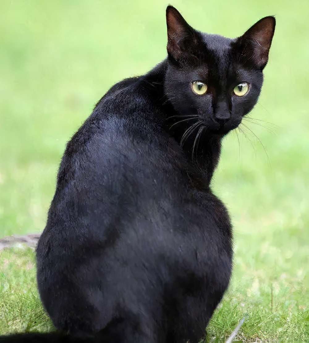 黑猫是不祥的象征 不能养 黑猫只有一个缺点 知乎