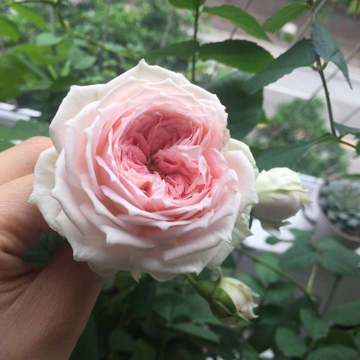 植物种植 为什么真正喜欢养植物的男生比女生多?(图6) 植物种植 为什么真正喜欢养植物的男生比女生多?(图6)