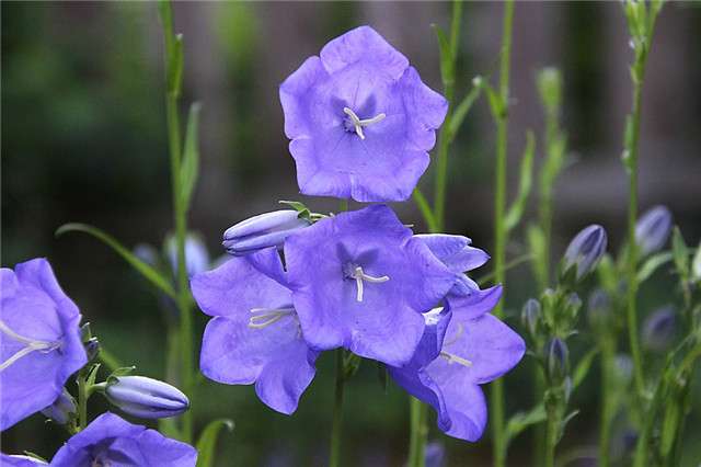 7月这10种正值花期的花 你最喜欢哪一种 知乎