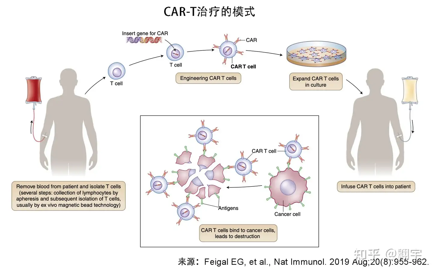 癌症免疫疗法CAR-T 的基本原理是什么？ - 知乎