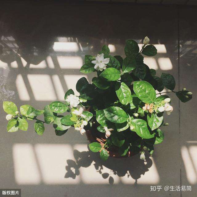 茉莉花 他年我若修花史 列作人间第一香 知乎