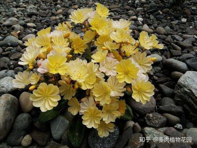 露薇花颜值高但是难养 做好这几点开花百十朵没问题 知乎