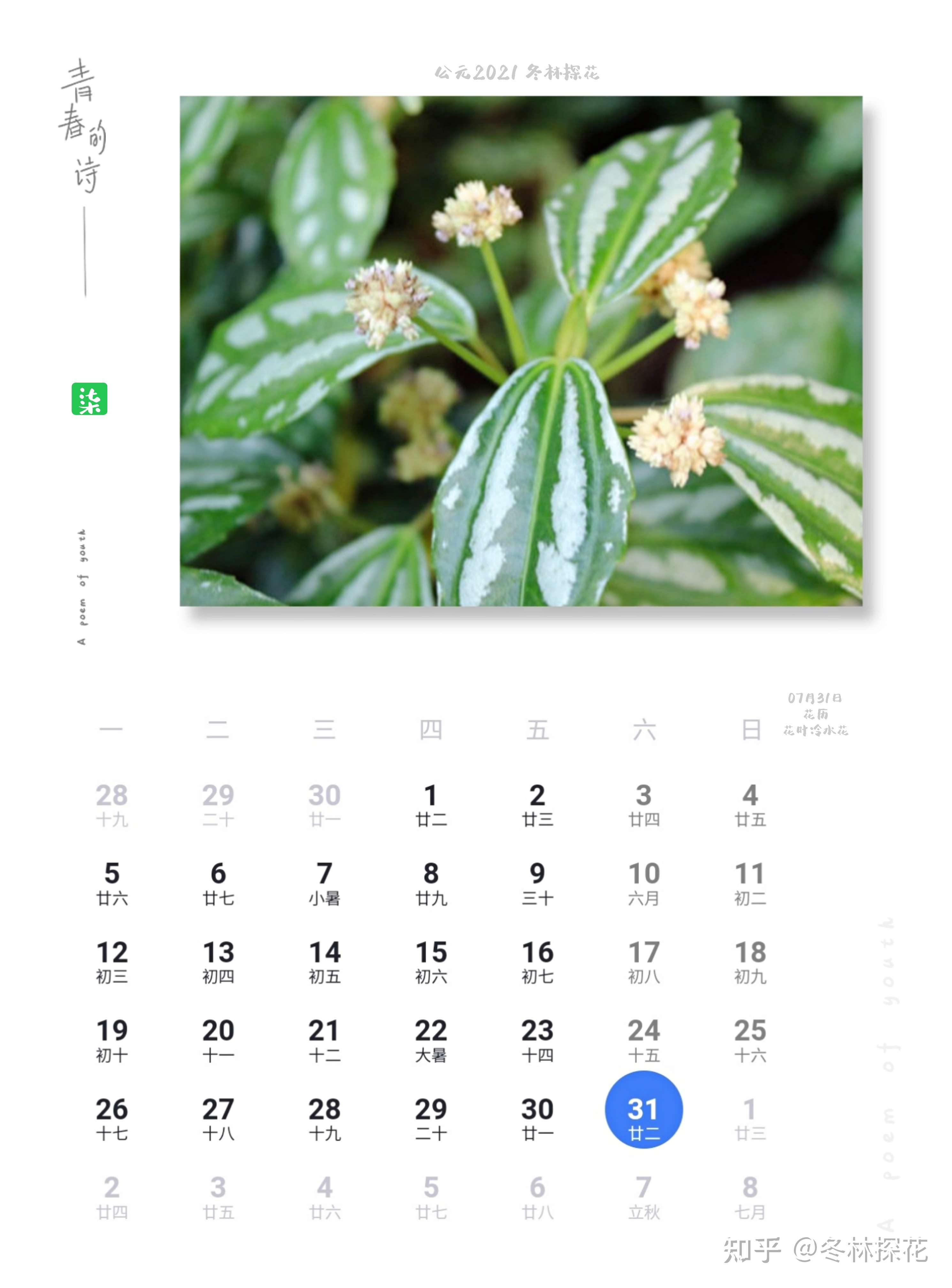 鲜花日历 的想法: 7月31日花历,花叶冷水花 - 知乎