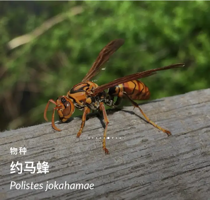 有没有朋友告诉我这是什么蜂?出现在家怎么处理呢? - 知乎