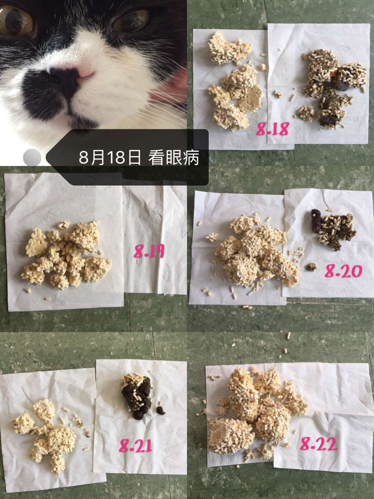 关于公猫膀胱炎及尿道造口手术的几点个人经验 知乎