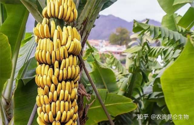 香蕉用什么叶面肥 香蕉什么时候打叶面肥 香蕉促花保果膨大防晒用金泰靓 知乎