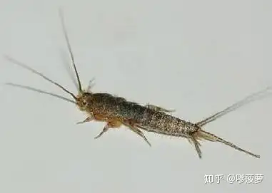 请问这是什么虫子?头尾有长须,拍打完留下粉末状物质? - 知乎