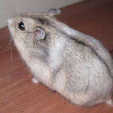 主要品种有:花仓,一线野生色,雪球,黑熊等. 查看全部 关注话题