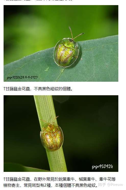 甘薯叶甲幼虫图片