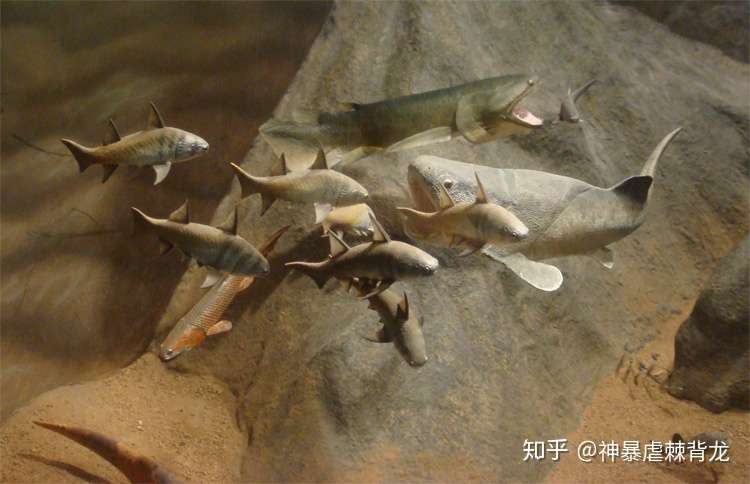 早期的脊椎动物进化和灭绝 知乎
