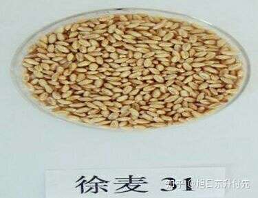 徐麦31小麦怎么样