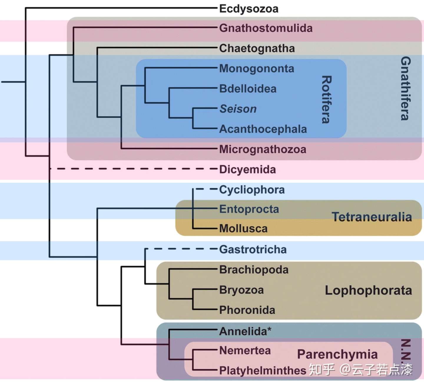 历史的车轮 体腔 Coelom 知乎