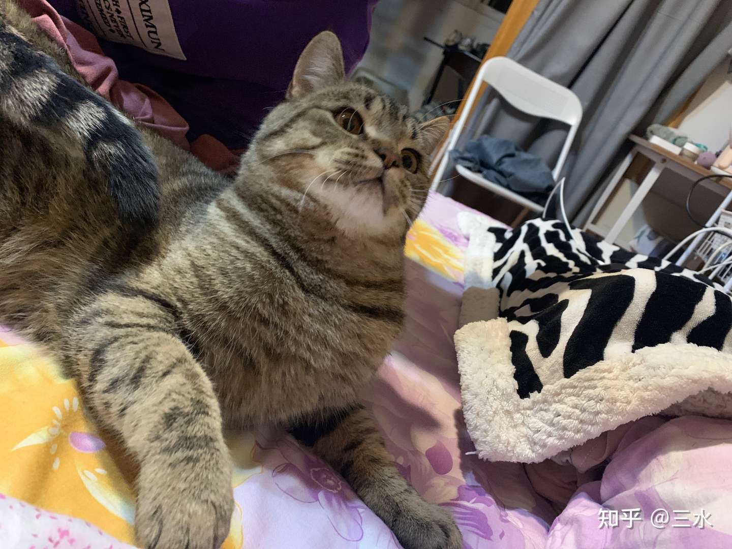 大家帮我看看这是狸花猫还是金虎斑 知乎