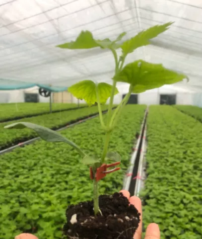 成都一株苦瓜苗里藏着种业芯片什么奥秘