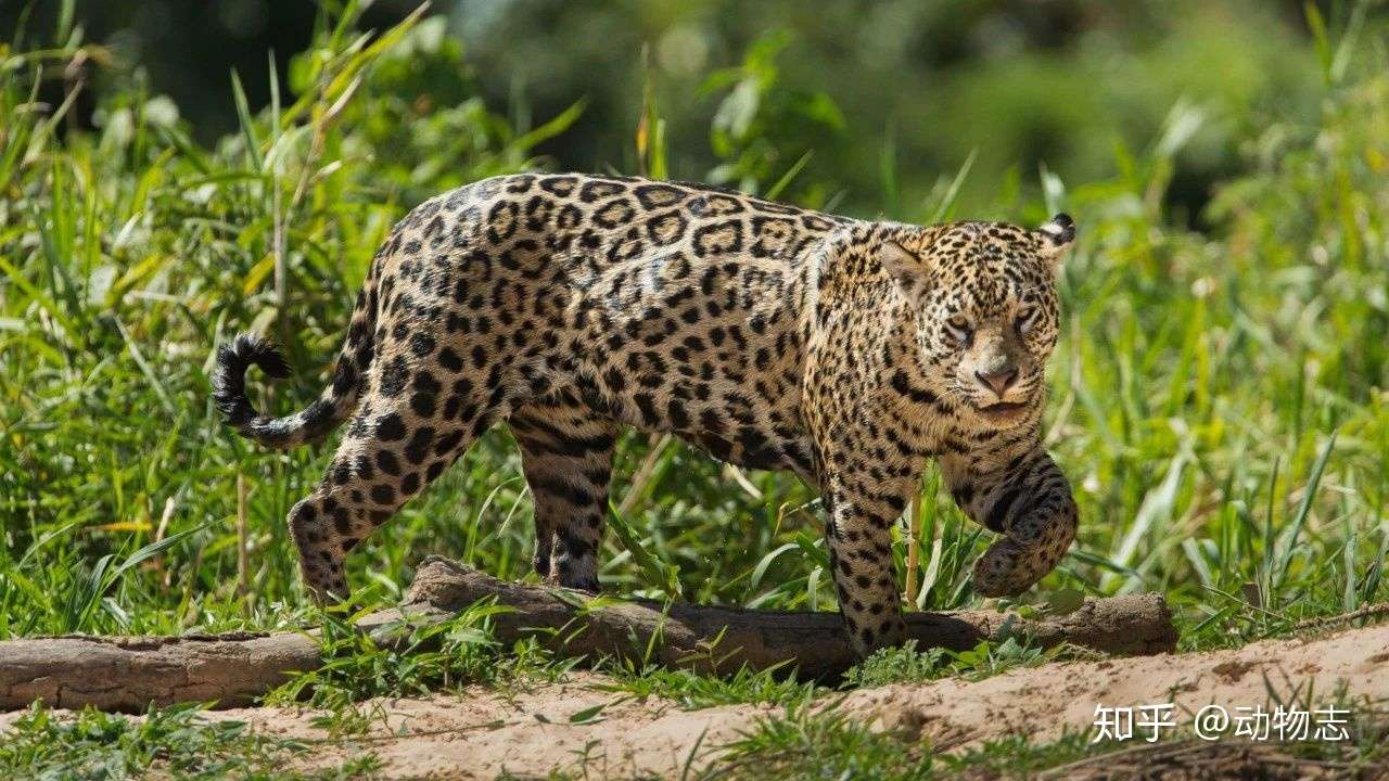 狮 虎和美洲虎狩猎行为学比较 揭示三大猫科的解剖学差异 知乎