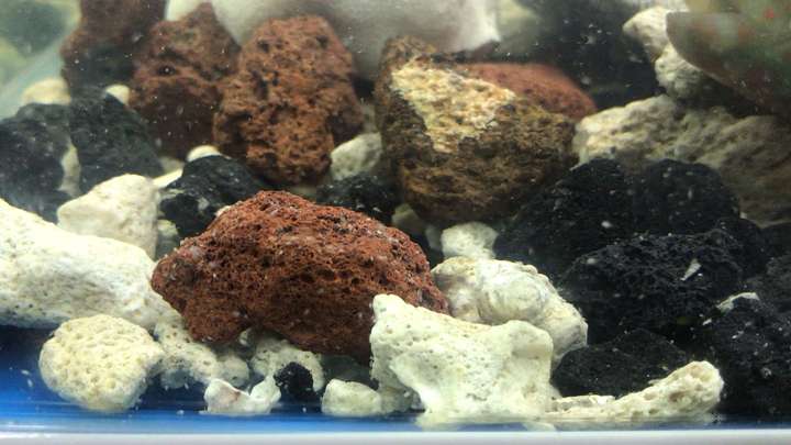 海缸里的这些小虫子是什么?