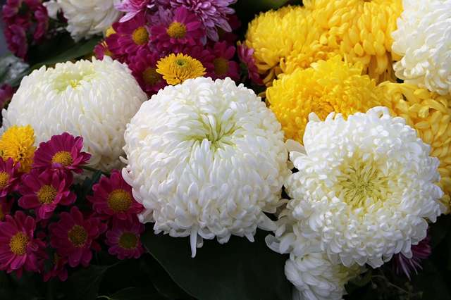 15种最美的菊花品种 有你喜欢的么 知乎