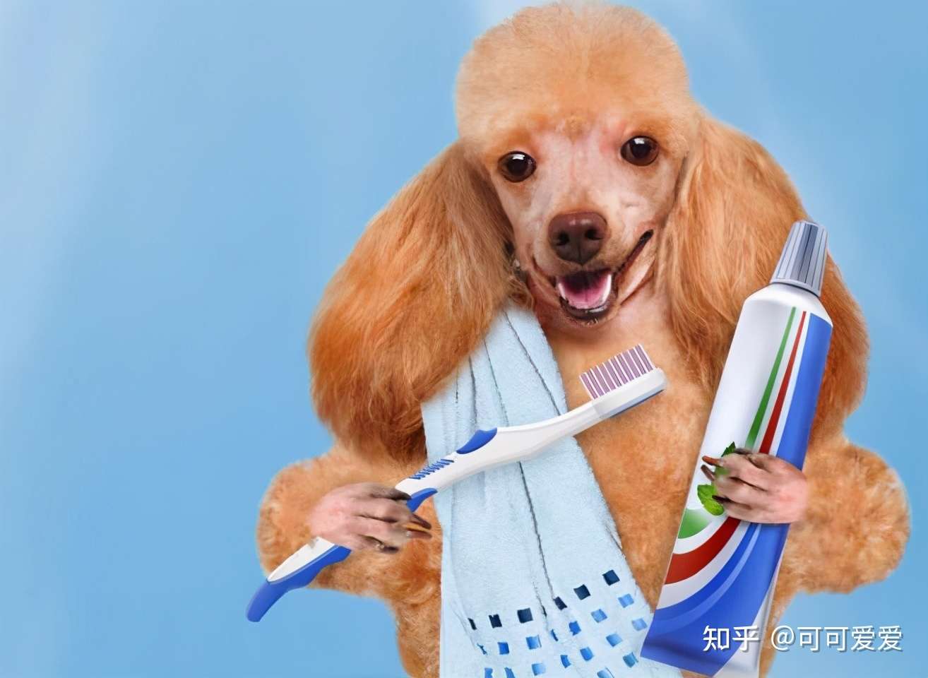 泰迪犬口臭很严重 是什么原因导致的 知乎