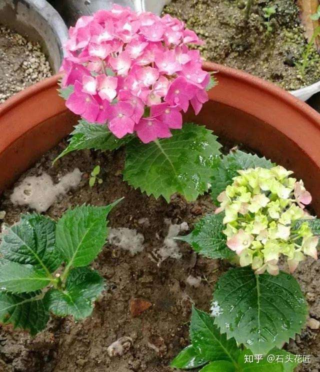 养1种花 早给花盆里 埋上 2铲鸡粪 新芽长得快 一天一个样 知乎