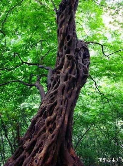 让我们说说檀香 一 植物 中药和香料 知乎