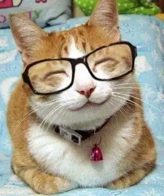 所变的虎斑猫眼睛周围还有眼镜花纹吗?