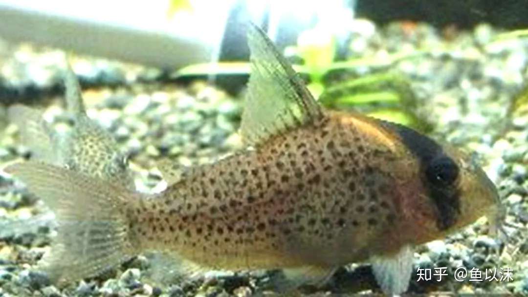 160种鼠鱼品种图鉴大全总汇分享 知乎