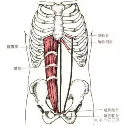腹直肌分离和腹直肌有几毛钱关系