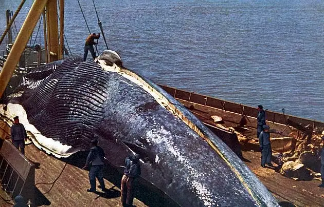 包括过去恐龙在内，地球历史上最大的动物”蓝鲸”插图10