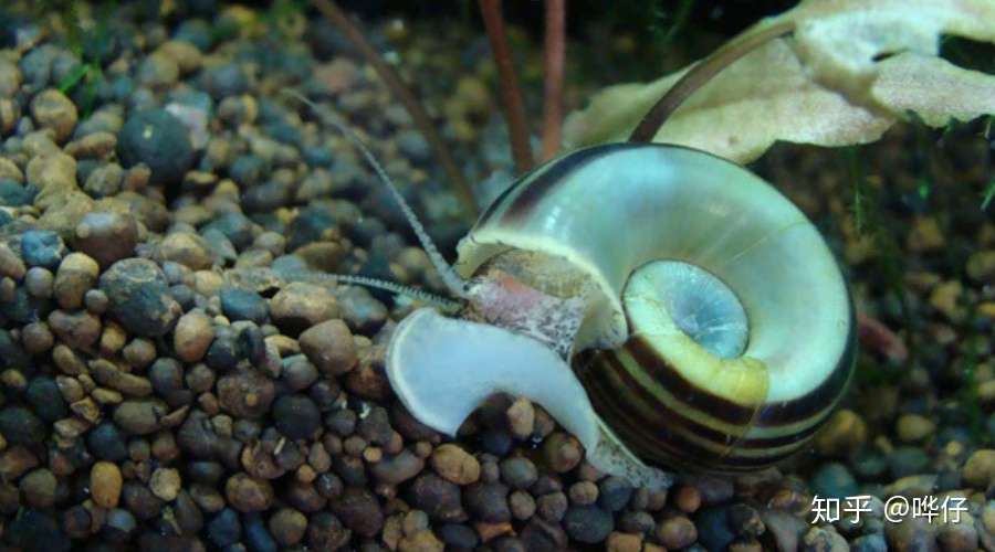 鱼缸除藻哪家强 观赏螺类大排行 螺儿多了会怎样 爆缸 知乎