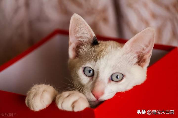 薛定谔的猫是什么？薛定谔的猫网络含义