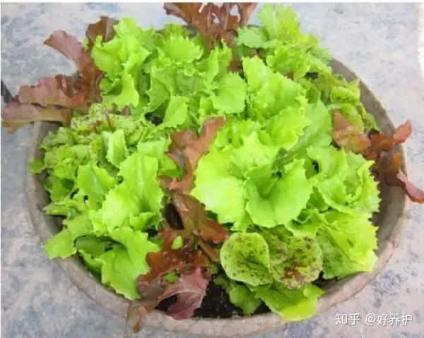 最适合盆栽的十种蔬菜，打造你的阳台小菜园！（适合盆栽的农作物）
