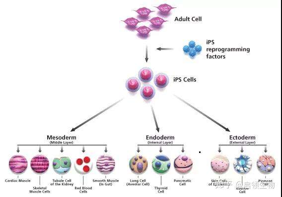 启领生物 7人 赞同了该文章 诱导性多能干细胞(induced pluripotent