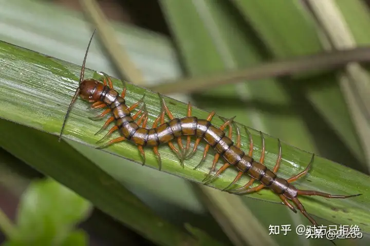 毒蜈蚣体型图片