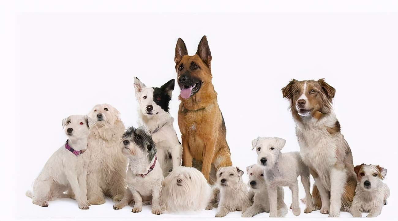 注意了 这6种常见狗狗的寿命 你家 超龄 了吗 知乎