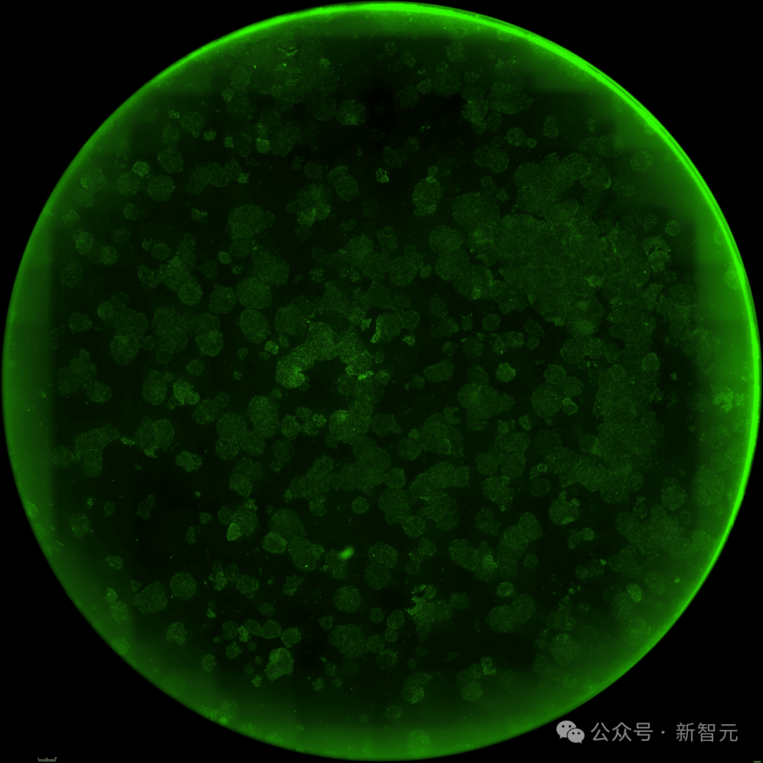 OpenAI用GPT-4b攻克诺奖难题！人体细胞「返老还童」，逆转效率飙升50倍