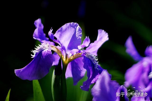 五月 是鸢尾花开的季节 一只只蓝紫色的蝴蝶别样的美 知乎