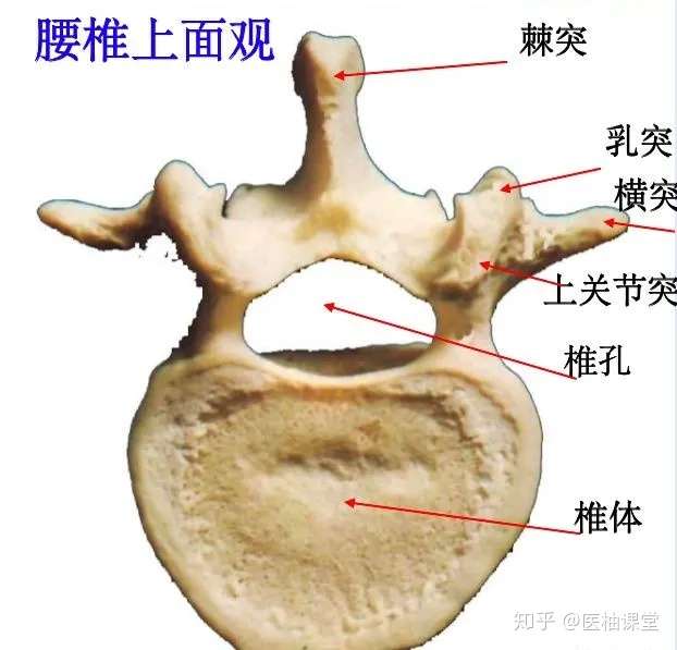 脊柱超详细解剖 高清图文版 知乎