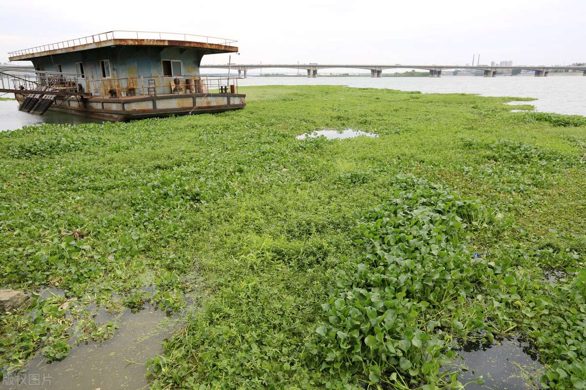 什么是水生植物 水生植物还有哪些分类 知乎