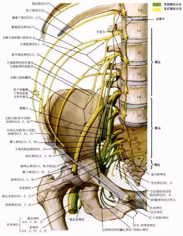 腰骶关节的上下缘,腰骶关节劳损插图 腰骶关节的上下缘,腰骶关节劳损插图