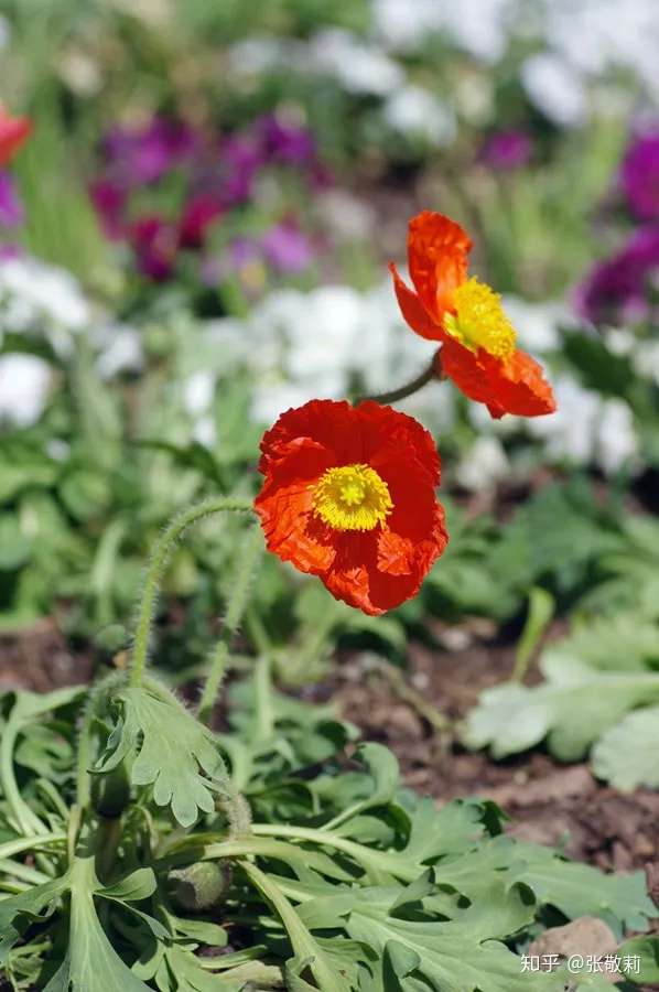 生态客【分科识花图鉴】21 罂粟科 (上)