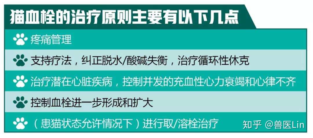什么是猫血栓？如何诊断与治疗？ - 知乎