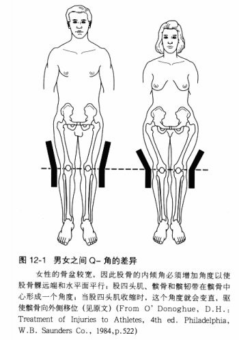 xo型腿 解剖图图片